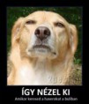 /album/fenykepgaleria/igy-nezel-ki-jpg/